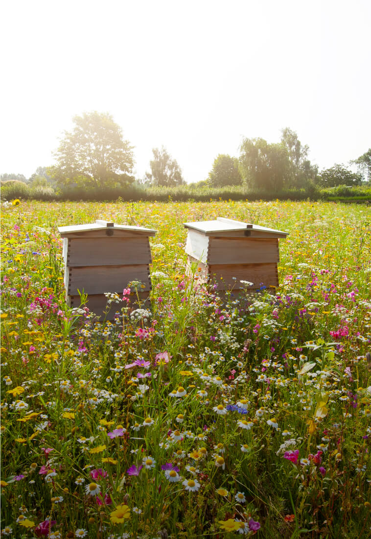 bee hives