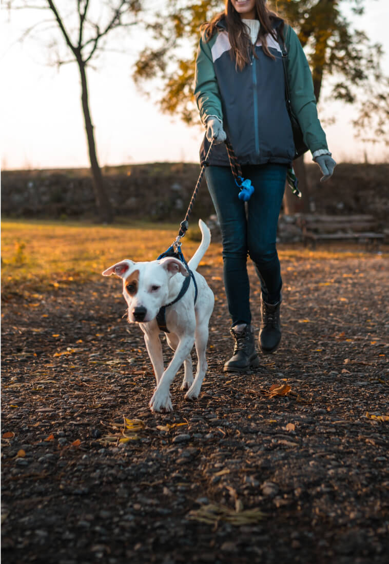 dog park